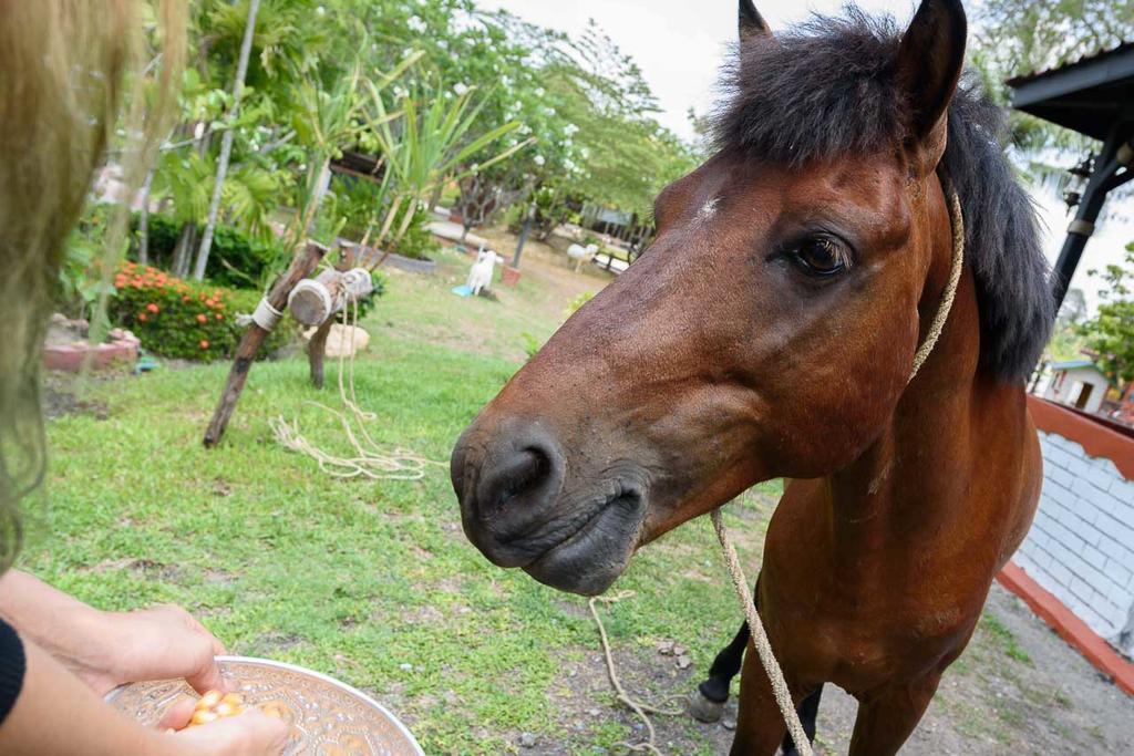 Cowboy Farm Resort Pattaya Ban Huai Yai 외부 사진